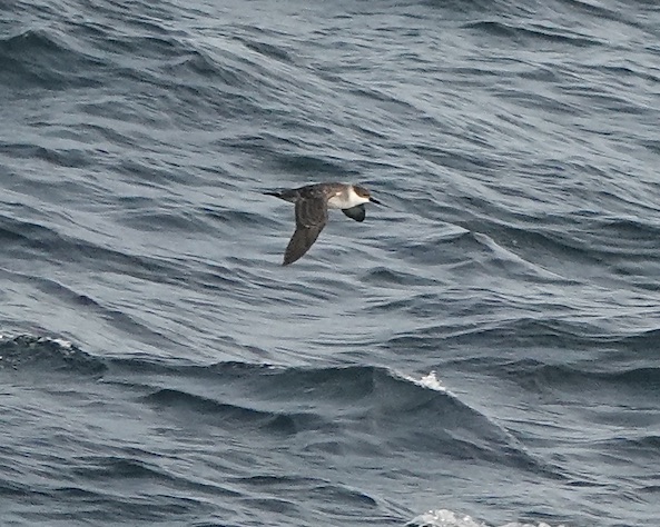 great shearwater